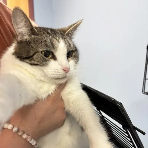 An adult medium-sized female Gray / Blue / Silver Domestic Short Hair cat named Cb Is At Petco for adoption in St Joseph, MO