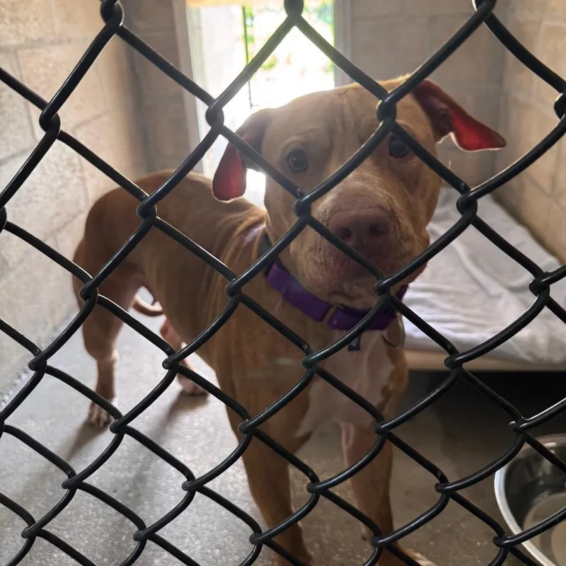 An adult medium-sized female Brindle Terrier dog named Stella for adoption in Clearwater, FL