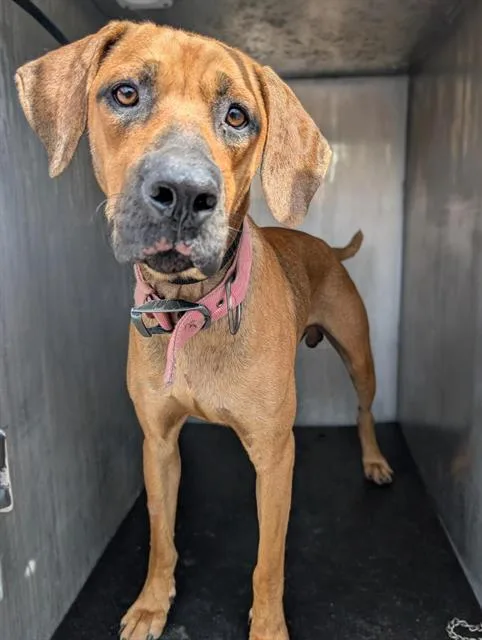 A young large-sized male Hound dog named Reggie for adoption in San Antonio, TX