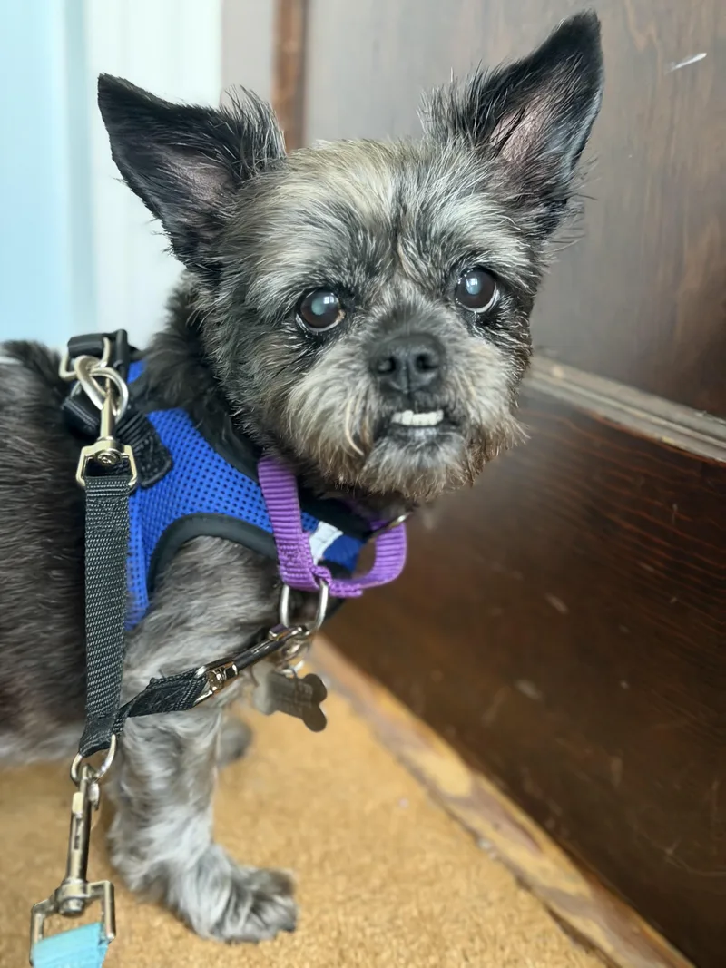 A senior small-sized female Terrier dog named Lilli Beth for adoption in Harrison, NY