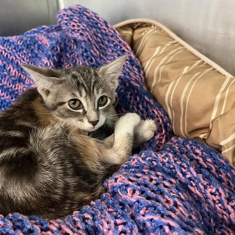 A baby small-sized female Gray / Blue / Silver Domestic Short Hair cat named Mimosa for adoption in West Palm Beach, FL