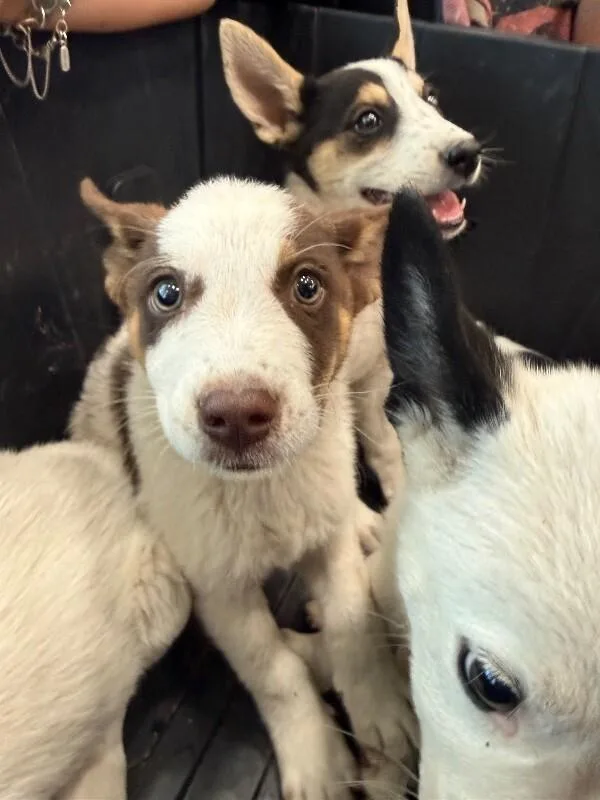 A young medium-sized male Mixed Breed dog named Niles for adoption in Hobbs, NM
