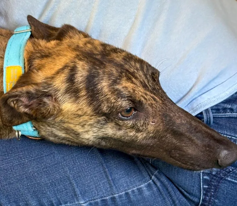 A young large-sized female Greyhound dog named Dutchie for adoption in Hopkinton, MA