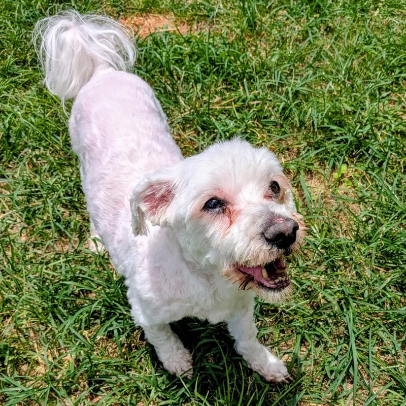 A senior small-sized male White / Cream Miniature Poodle dog named Papi Gonzales for adoption in Houston, TX