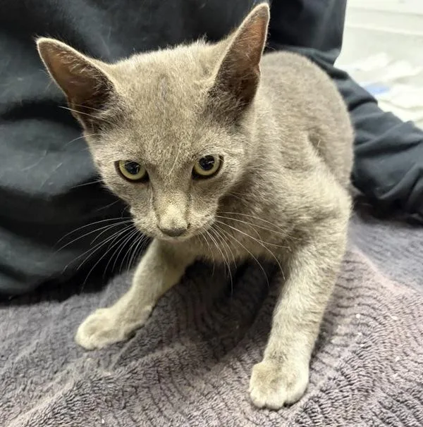 A young medium-sized male Domestic Short Hair cat named Pizzaface for adoption in Escondido, CA