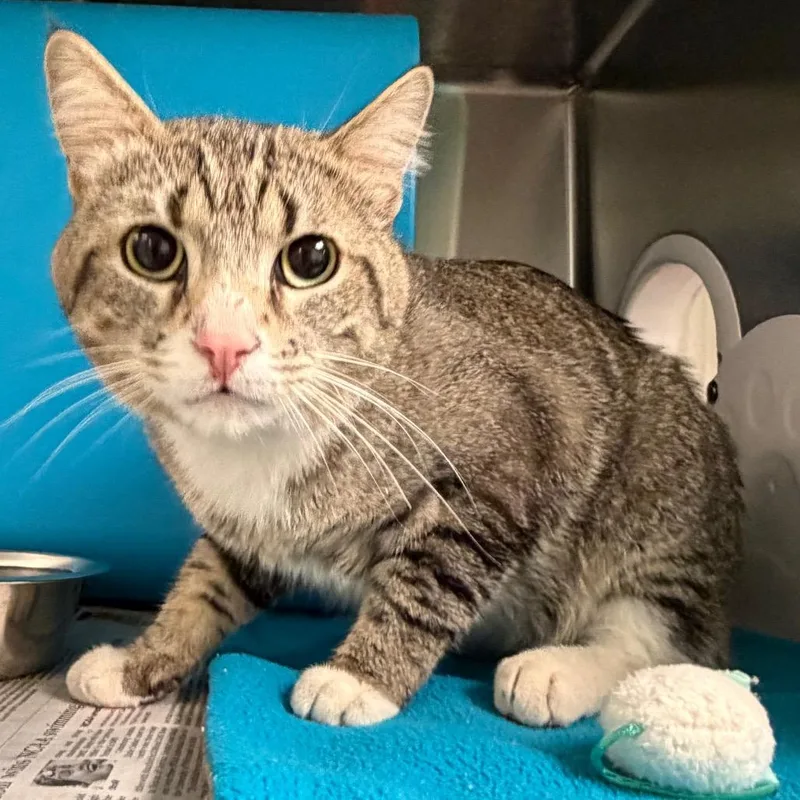 An adult medium-sized male Brown / Chocolate Domestic Short Hair cat named Smitty for adoption in Waukesha, WI