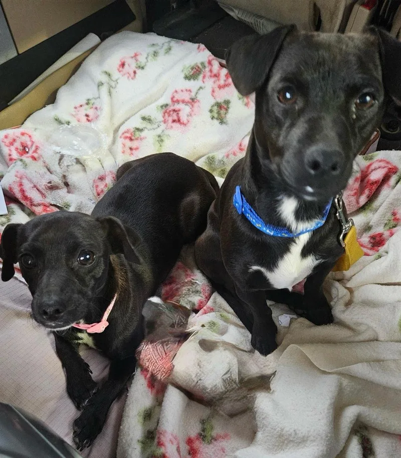 Bonnie And Clyde thumbnail 2