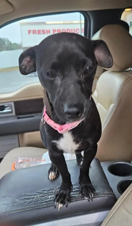 Bonnie And Clyde thumbnail 4