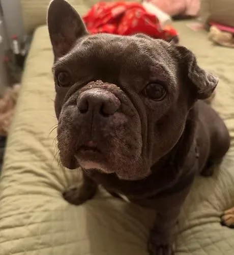 BlueBoy