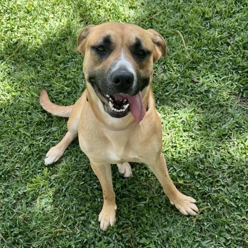 An adult medium-sized female Yellow / Tan / Blond / Fawn Black Mouth Cur dog named Lacy for adoption in Durango, CO