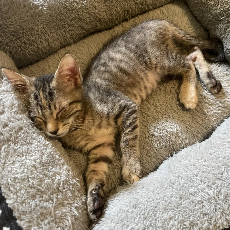 A baby small-sized female Tabby (Gray / Blue / Silver) Domestic Short Hair cat named Hermione for adoption in Liverpool, TX