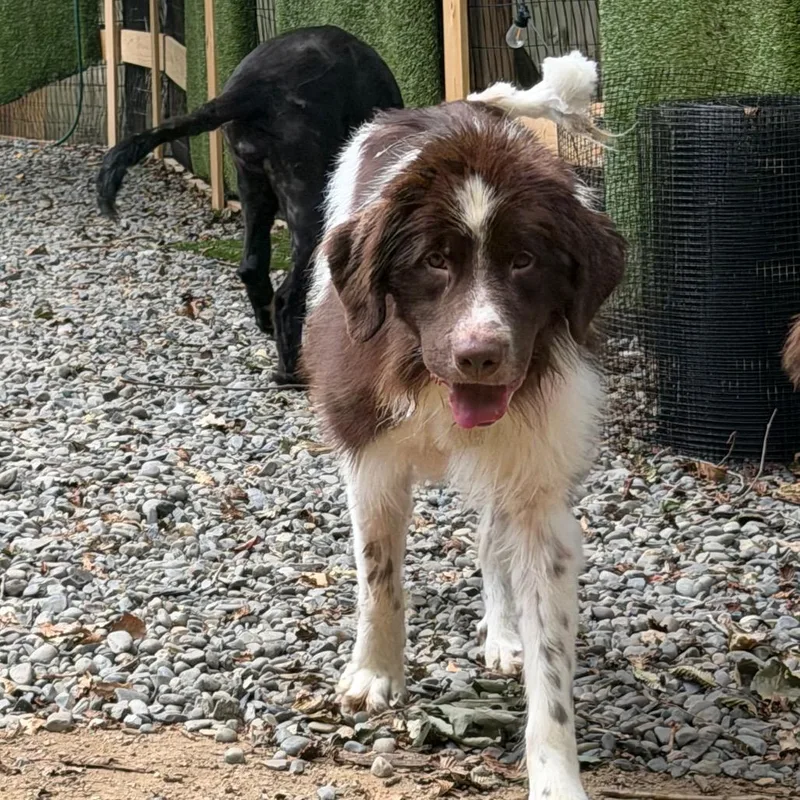 An adult extra large-sized male Brown / Chocolate Newfoundland Dog dog named Brownie for adoption in West Chester, PA