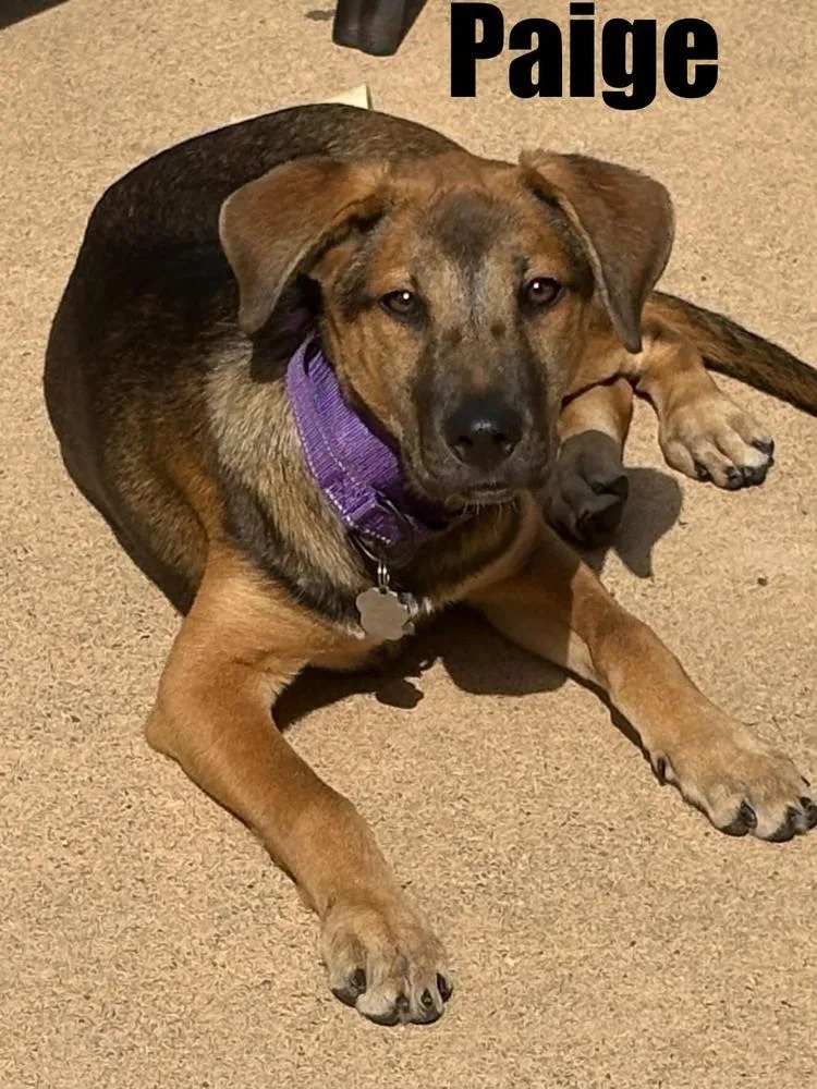 A baby medium-sized female Tricolor (Brown, Black, & White) Hound dog named Paige for adoption in harrison city, PA