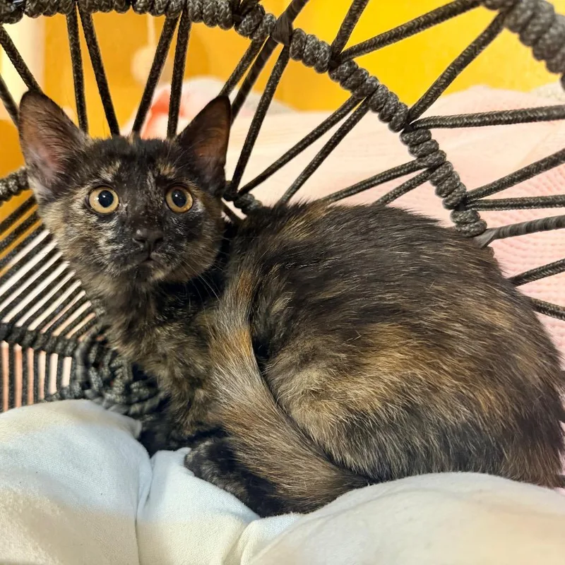 A baby small-sized female Tortoiseshell Domestic Short Hair cat named Tori for adoption in Flower Mound, TX