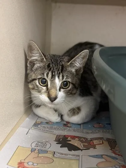 A young small-sized male Domestic Short Hair cat named Mort for adoption in King William, VA