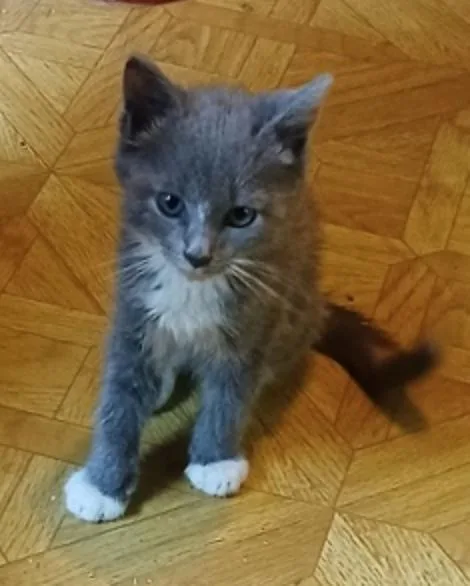 A young small-sized female Blue Cream Domestic Medium Hair cat named Doe for adoption in Marshall, NC