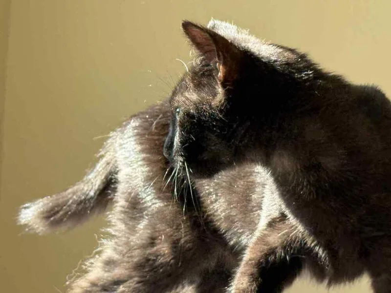 A young small-sized male Black American Bobtail cat named Mario for adoption in Salisbury, NC