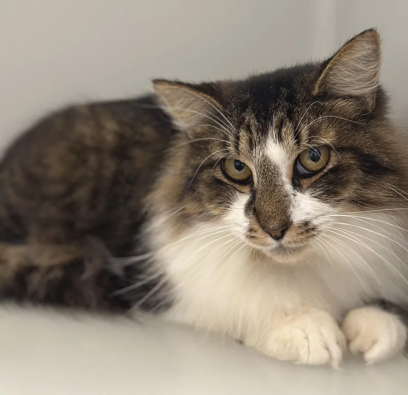An adult medium-sized female Domestic Long Hair cat named Big Gorl for adoption in Stafford, VA
