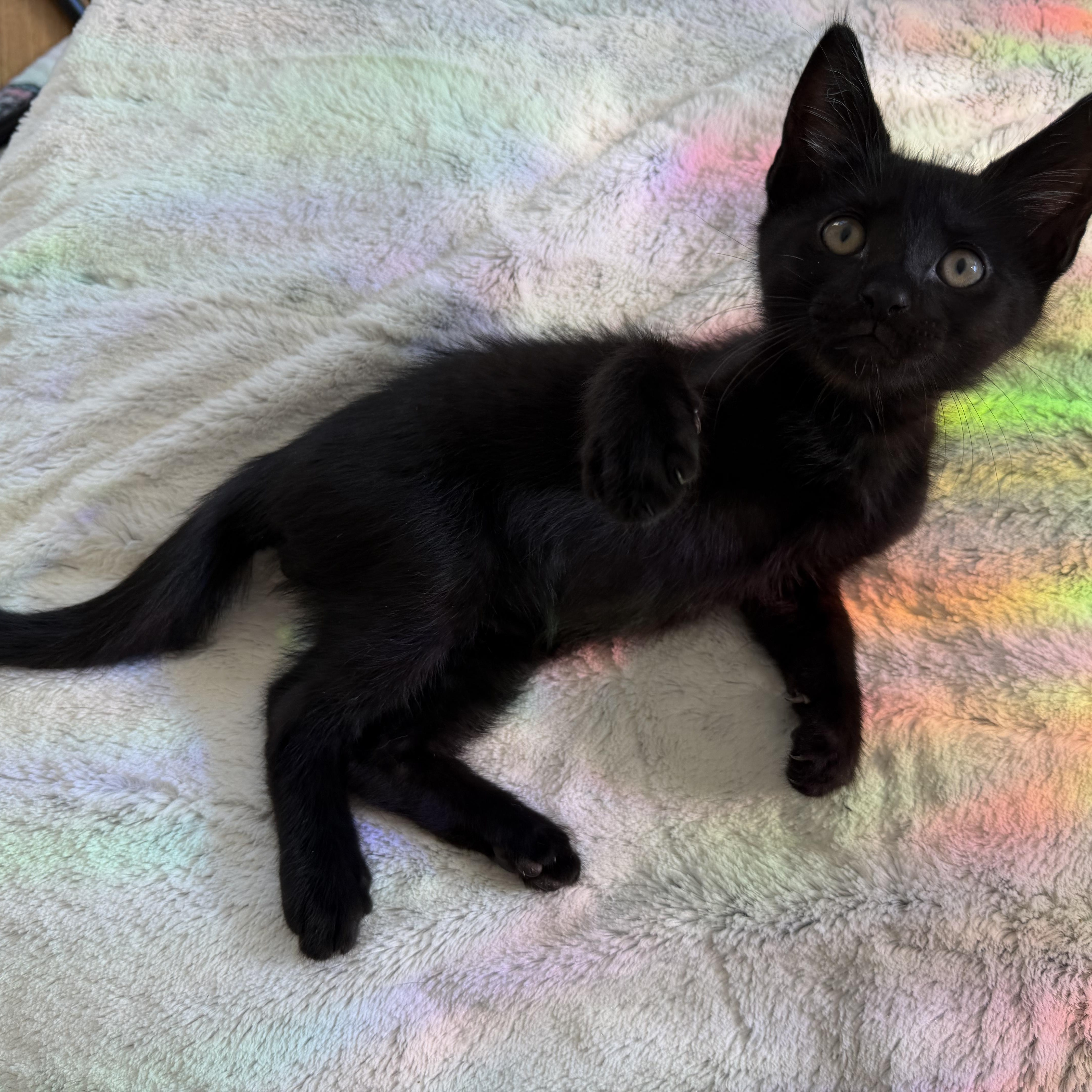 A baby medium-sized male Black Domestic Short Hair cat named Damien for adoption in Moriches, NY