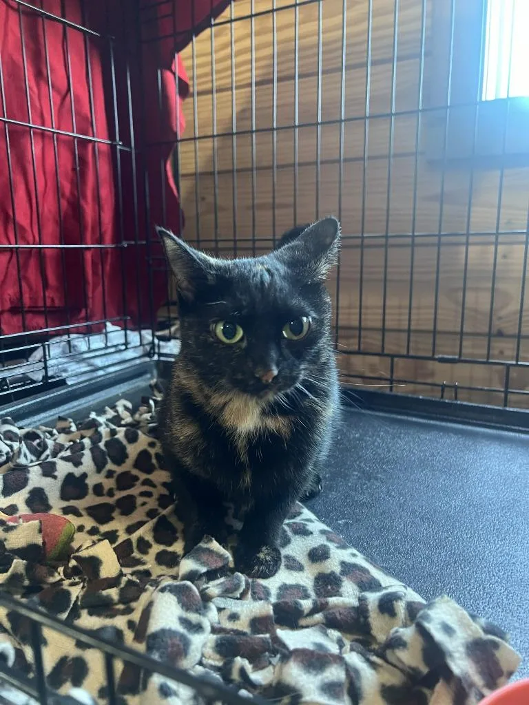 A young medium-sized female Domestic Short Hair cat named McGonagal for adoption in St. Cloud, MN