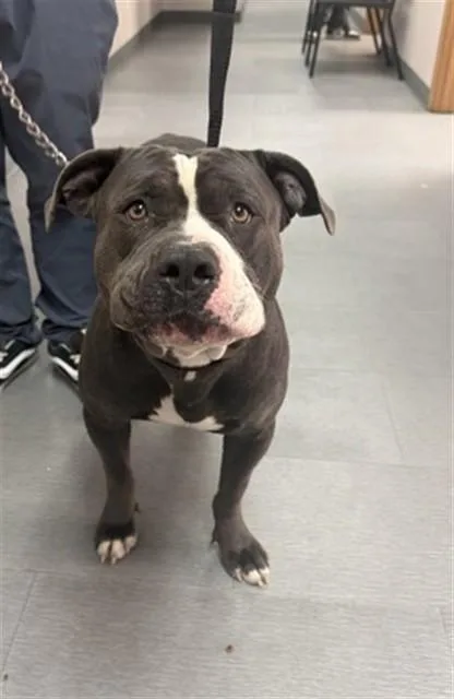 A young large-sized male Pit Bull Terrier dog named Jeremy Jamm for adoption in San Bernardino, CA