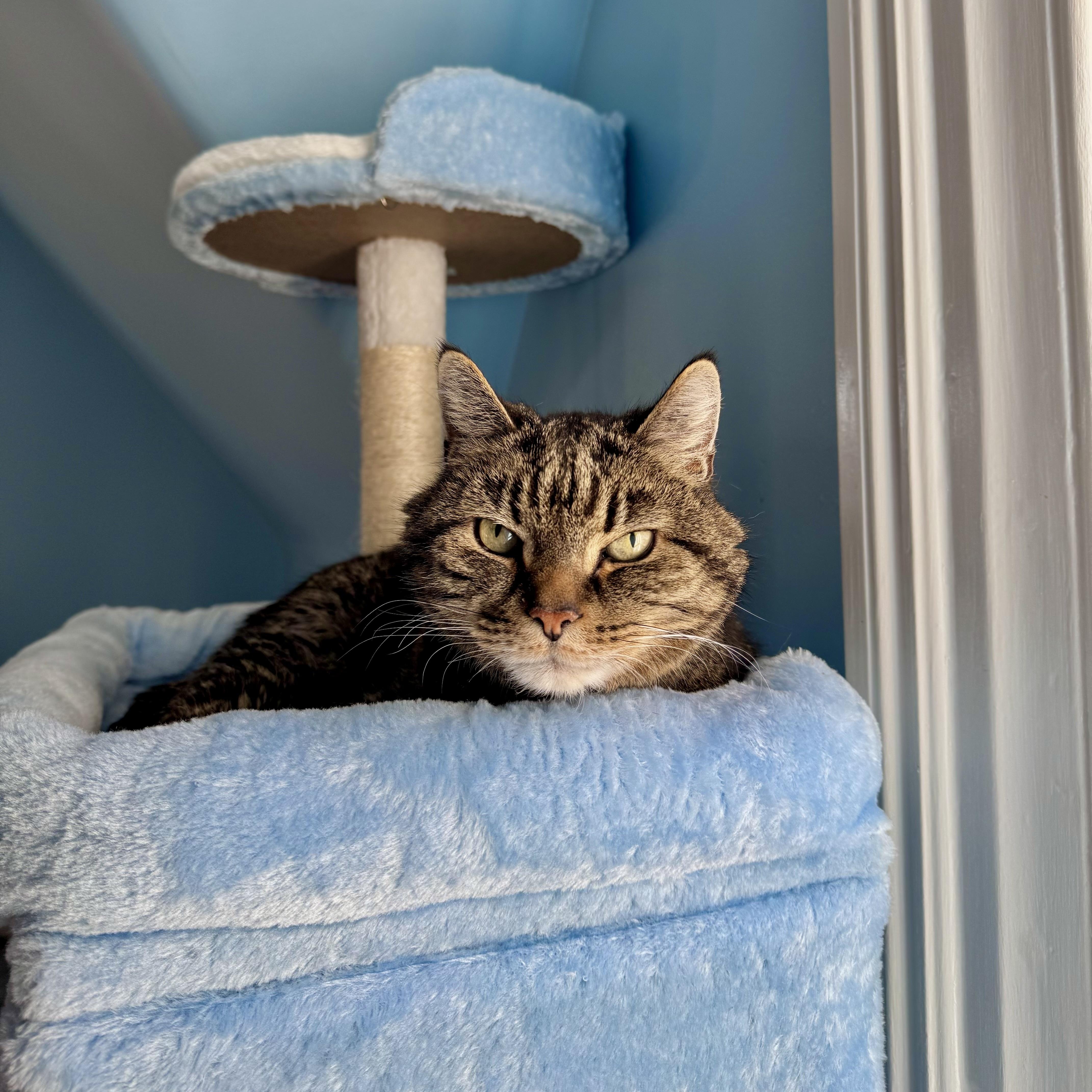 A senior medium-sized male Tabby (Buff / Tan / Fawn) Domestic Short Hair cat named Bowie for adoption in Ramsey, NJ