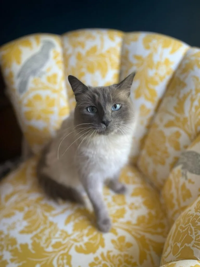 A young medium-sized female Domestic Medium Hair cat named Sophie Rose for adoption in Minneapolis, MN