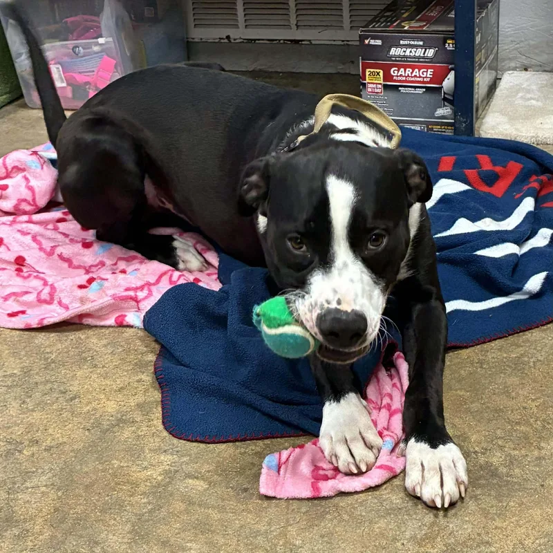 Moose Johnston thumbnail 3