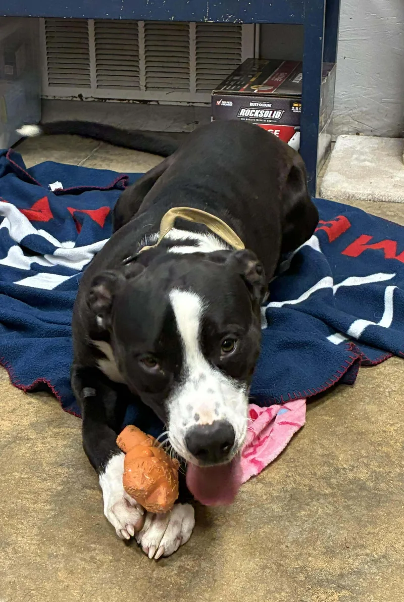 Moose Johnston thumbnail 4