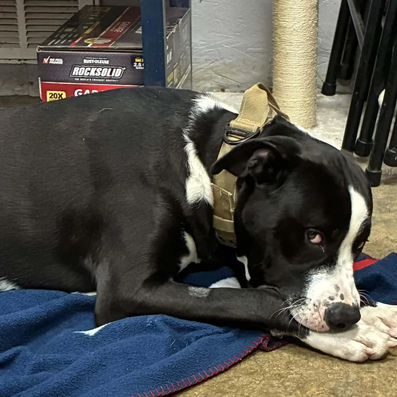 Moose Johnston thumbnail 5