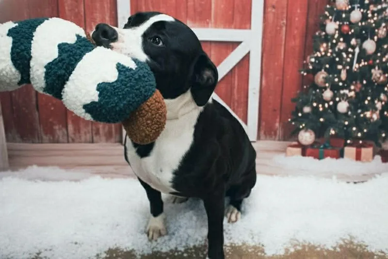 Moose Johnston thumbnail 6