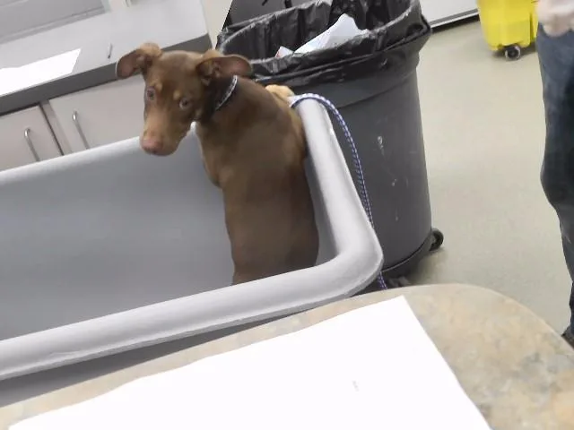 A baby small-sized female Doberman Pinscher dog named Jubilee for adoption in Omaha, NE