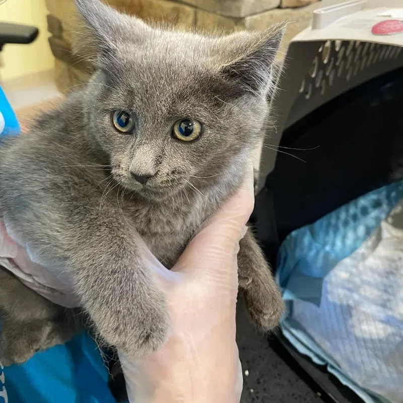 A baby small-sized male Gray / Blue / Silver Domestic Short Hair cat named Lynnie for adoption in Lynchburg, VA
