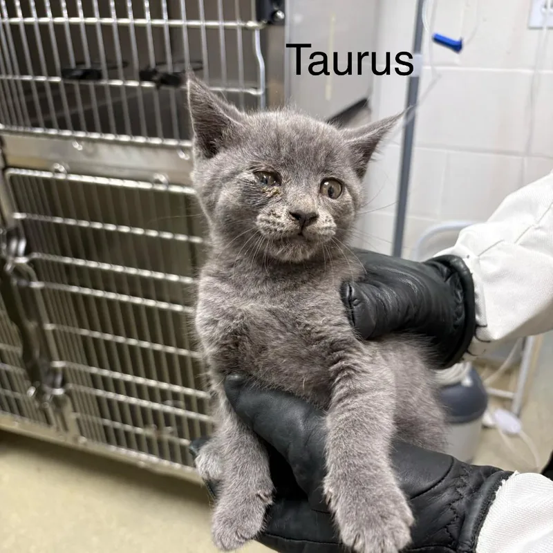 A baby small-sized male Gray / Blue / Silver Domestic Short Hair cat named Taurus for adoption in Windsor, VA