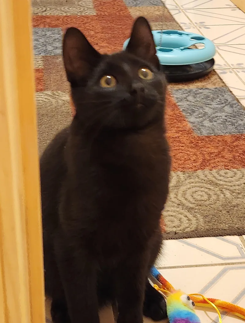 A baby medium-sized male Domestic Short Hair cat named Caviar & Champaign for adoption in Macomb, MI