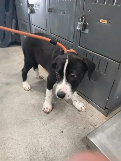 A baby small-sized female Mastiff dog named Lady for adoption in Fort Lauderdale, FL