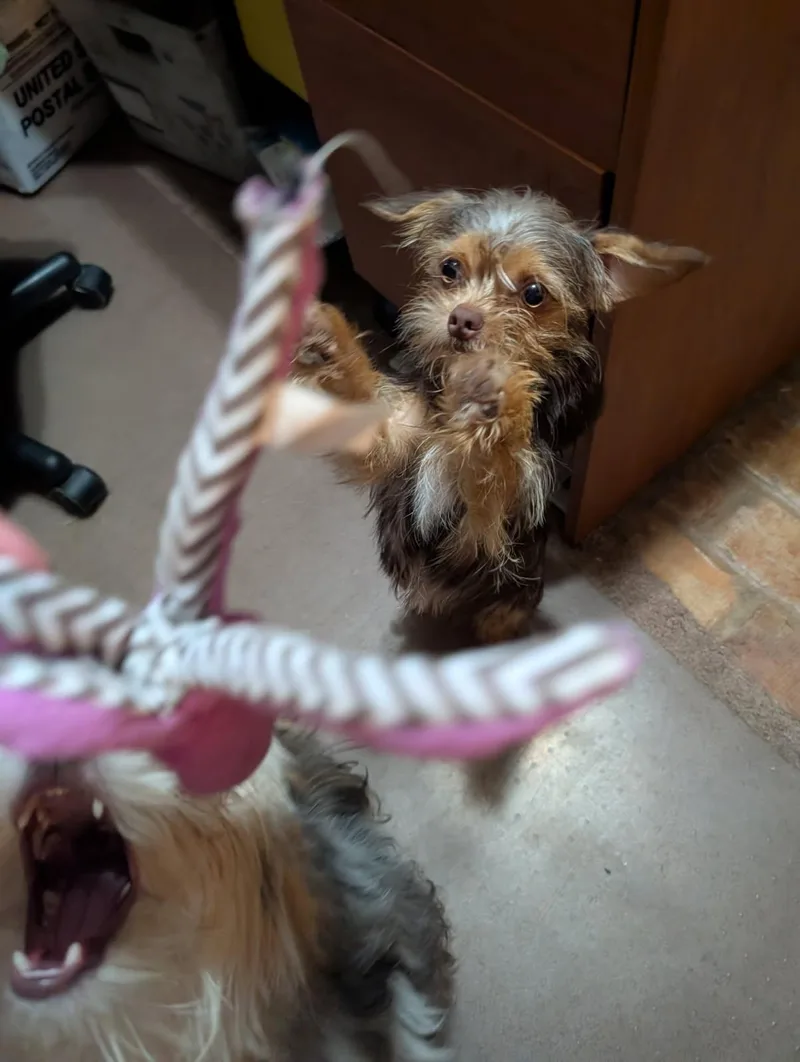 Lucy thumbnail 3