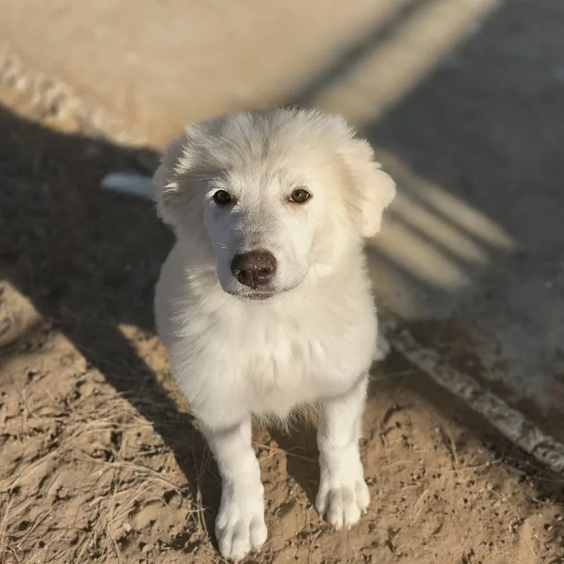 A baby extra large-sized female White / Cream Great Pyrenees dog named Piper for adoption in Oxford, ME