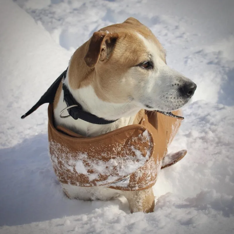 An adult small-sized male White / Cream Labrador Retriever dog named Cecil for adoption in Briarcliff Manor, NY