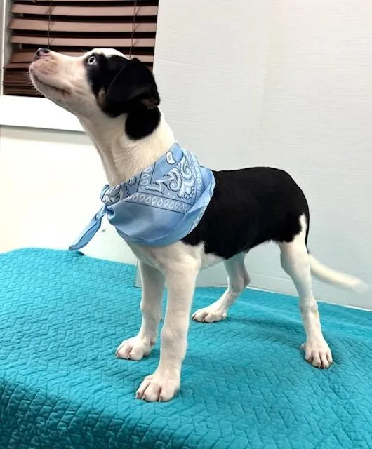 Sugar Cookie thumbnail 2