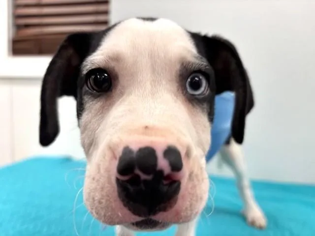 Sugar Cookie thumbnail 3