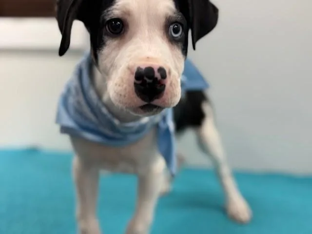 Sugar Cookie thumbnail 4