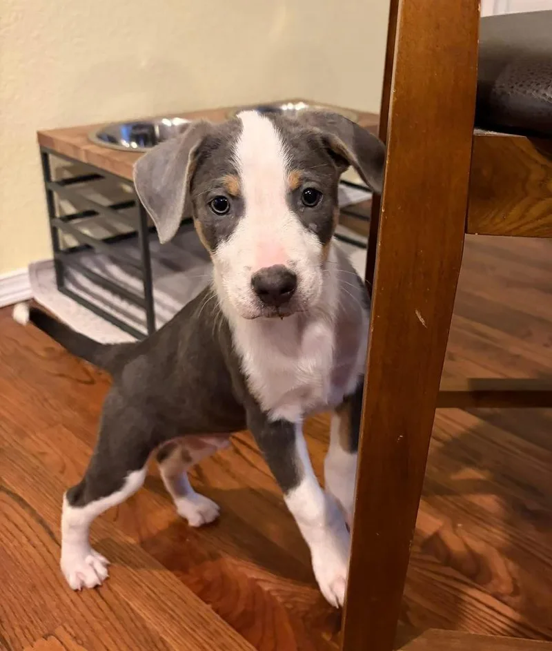 A baby small-sized male Tricolor (Brown, Black, & White) Australian Cattle Dog / Blue Heeler dog named Sid for adoption in Colorado Springs, CO