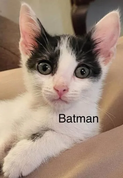 A young medium-sized male Domestic Short Hair cat named Batman for adoption in River Ridge, LA