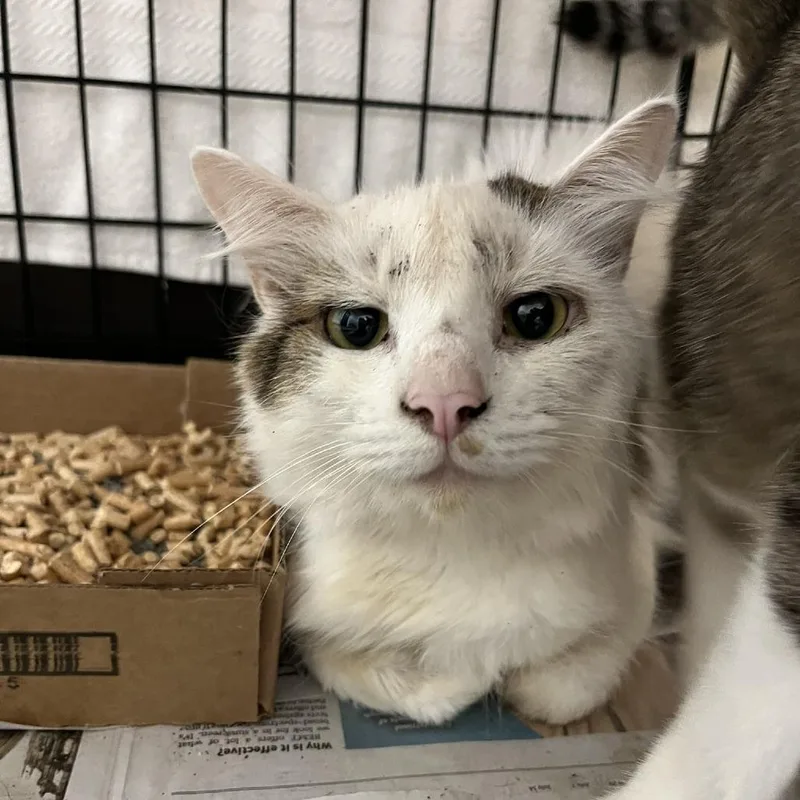 An adult medium-sized male White Domestic Medium Hair cat named Valet for adoption in Lyndhurst, VA