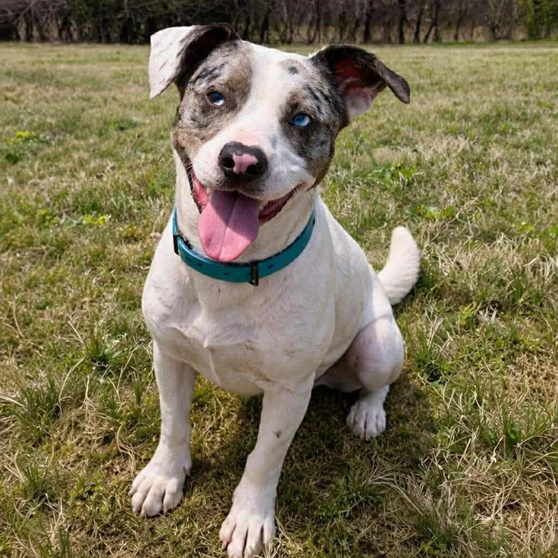 A young medium-sized male White / Cream Mixed Breed dog named Lyle for adoption in Grand Rapids, MI