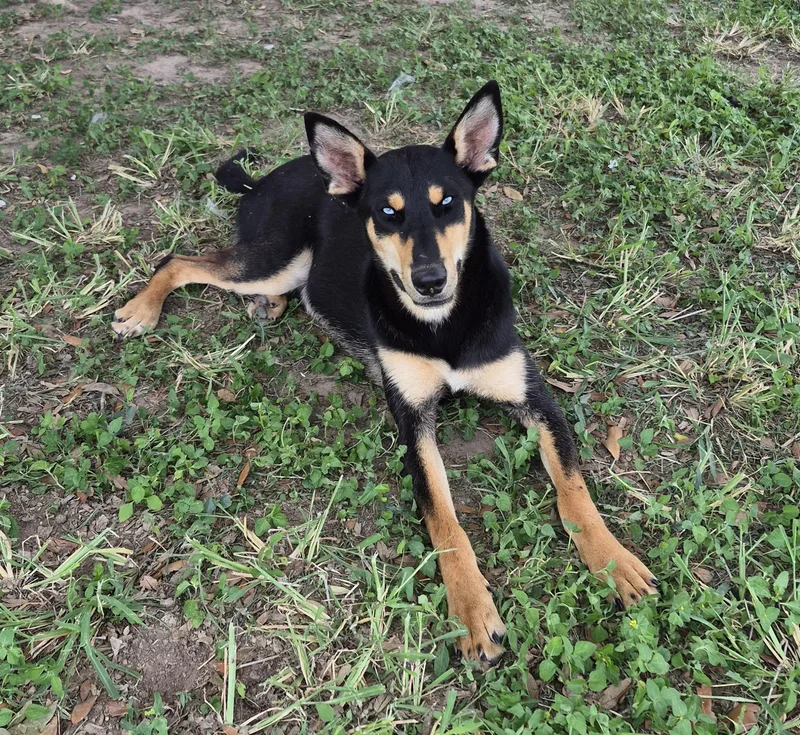A young medium-sized male Black Doberman Pinscher dog named Slater for adoption in Mcallen, TX