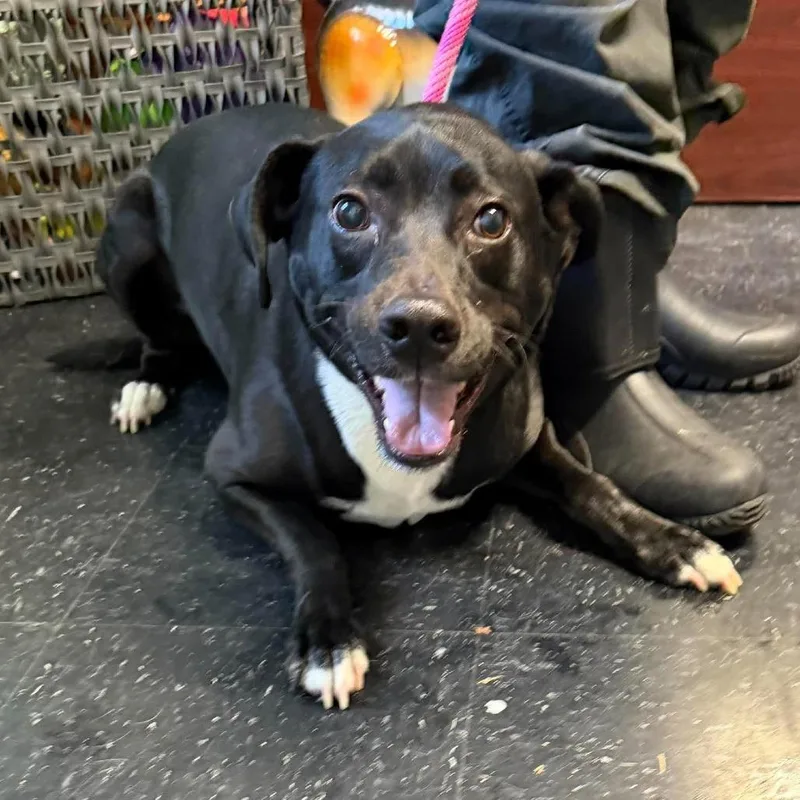 An adult medium-sized male Black Mixed Breed dog named Rizz for adoption in Shinnston, WV