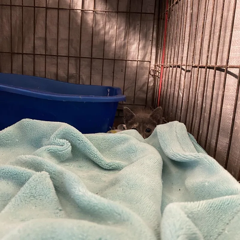 A baby small-sized female Gray / Blue / Silver Domestic Short Hair cat named Nama for adoption in Stephenville, TX