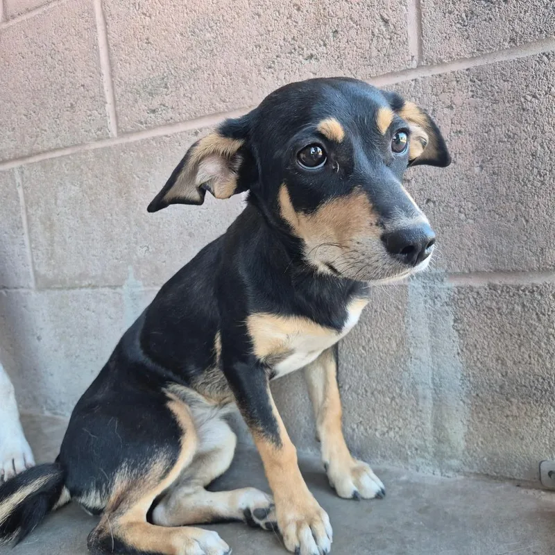 A young small-sized female Black Terrier dog named Yoda for adoption in Yuma, AZ